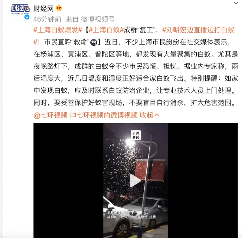大陆媒体财经网微博发文称,上海白蚁成群复工。(截图自微博)